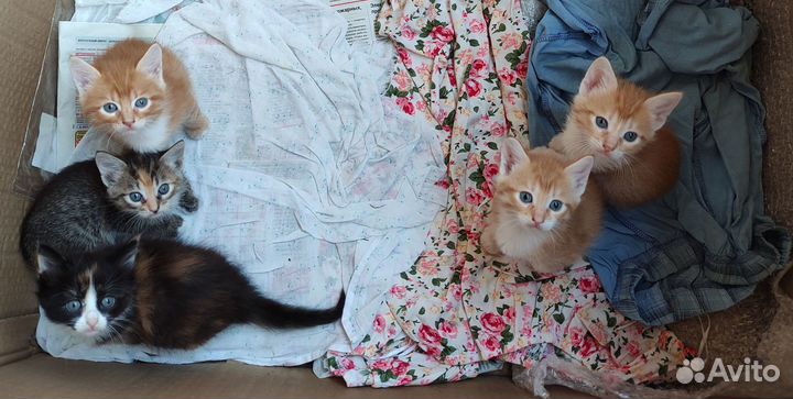 Котятки 1,5 мес, есть рыжики)