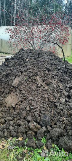 Коровий навоз малина