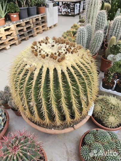 Эхинокактус Грузони большой кактус
