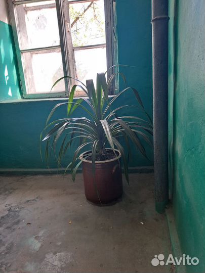 Цветок комнатный