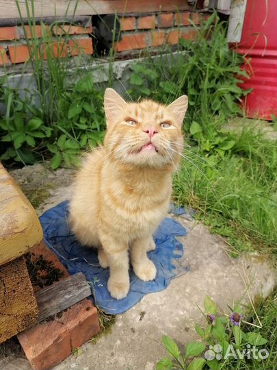 Рыжий котик