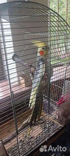 Попугай корелла