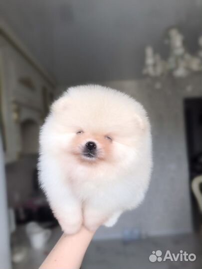 Померанский шпиц мини