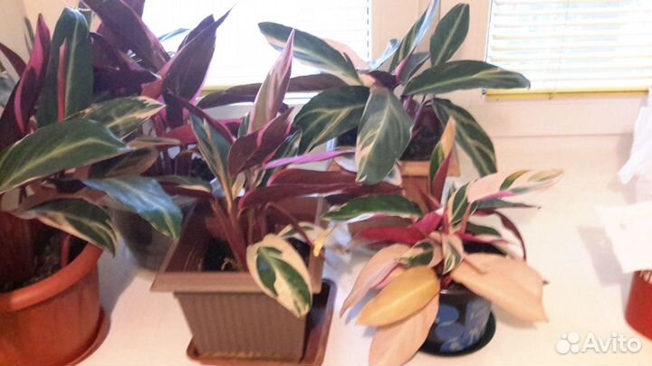 Строманта - домашние красавцы Триколор