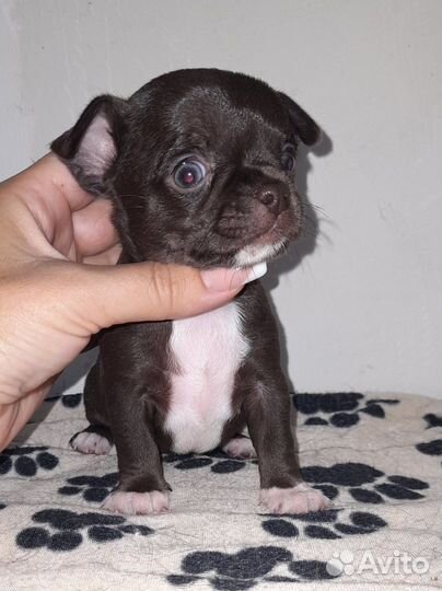 Девочка и мальчишки чихуашки