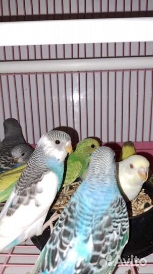 Волнистые попугаи