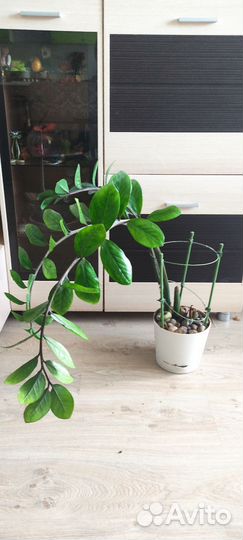 Замиокулькас