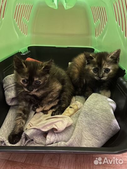 Котята в добрые руки даром