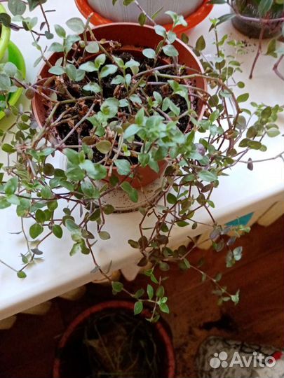 Традесканция