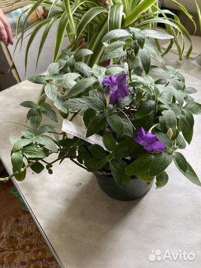 Руэллия (комнатные растения)