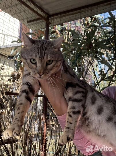 Бенгальский кот