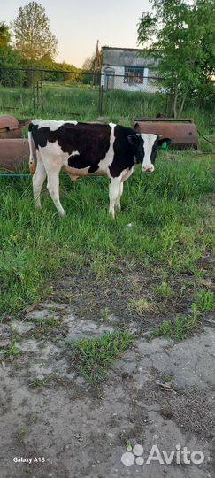 Телята бычки 9 месяц