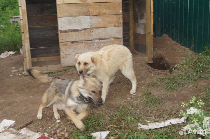 Щенки подростки