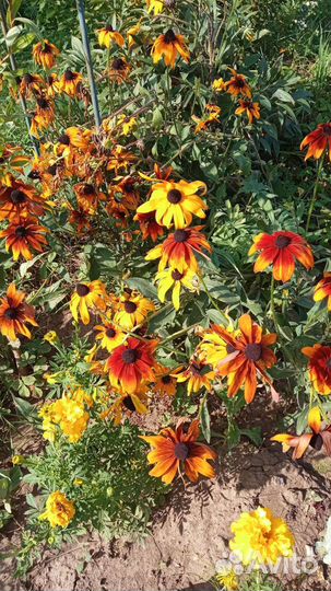 Рудбекия, гайлардия, тархун(эстрагон)