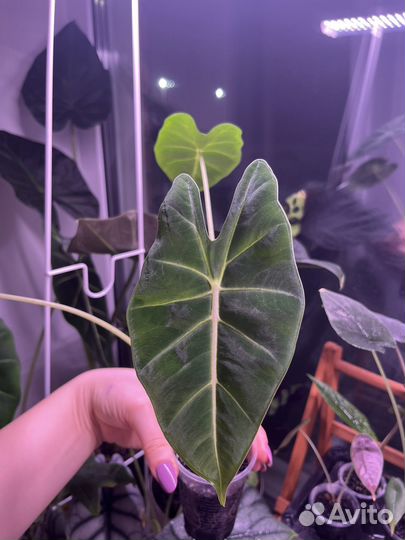 Алоказия мишольца