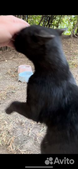 Черна кошечка Норочка ищет семью :'