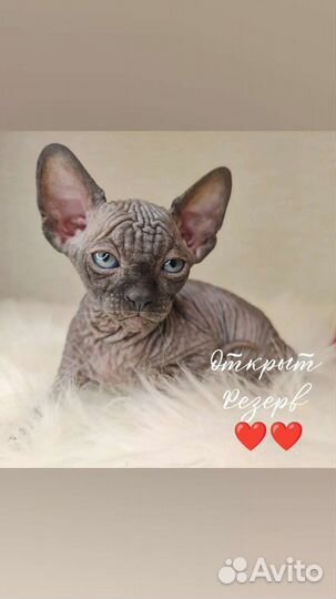 Канадский сфинкс мальчик