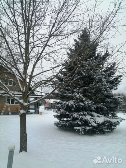 Ель голубая