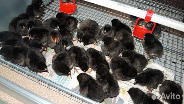 Цыплята цветного бройлера Супер Харко и Редбро