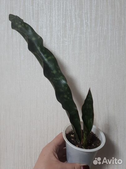 Сансевиерия муншайн и кирки