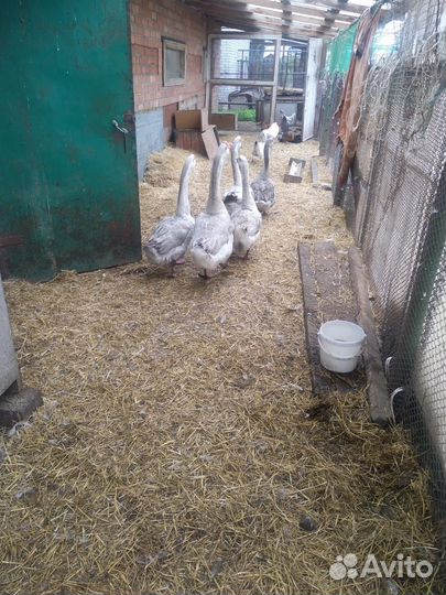 Холмогорские гуси