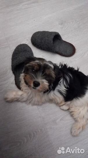 Продам щенка (бивер)