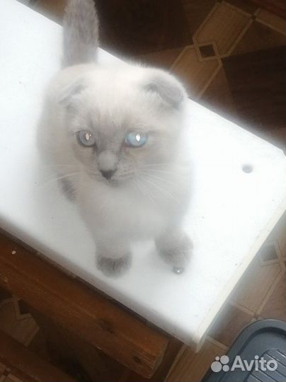 Британская кошка в дар