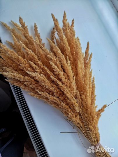 Букет из сухоцветов 