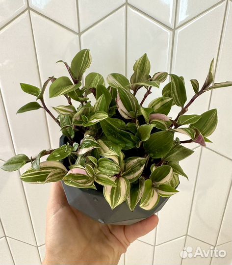 Традесканция рейнбоу хилл