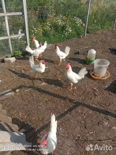 Инкубационное яйцо Леггорн стандарт