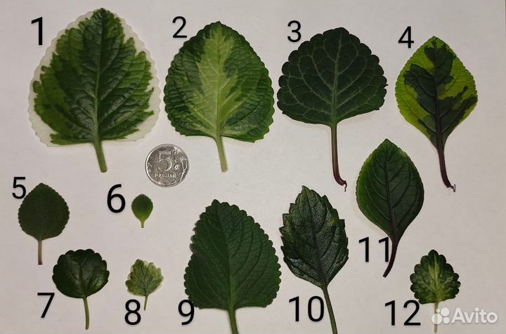 Плектрантусы