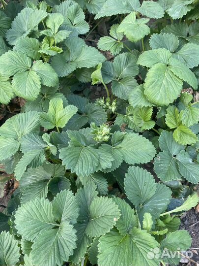 Готовый бизнес по выращиванию клубники и рассады