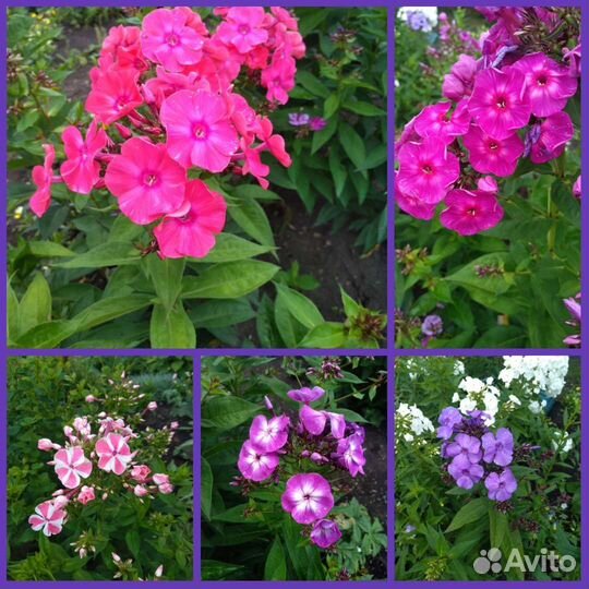 Флоксы, рудбекия и др.многолетние цветы