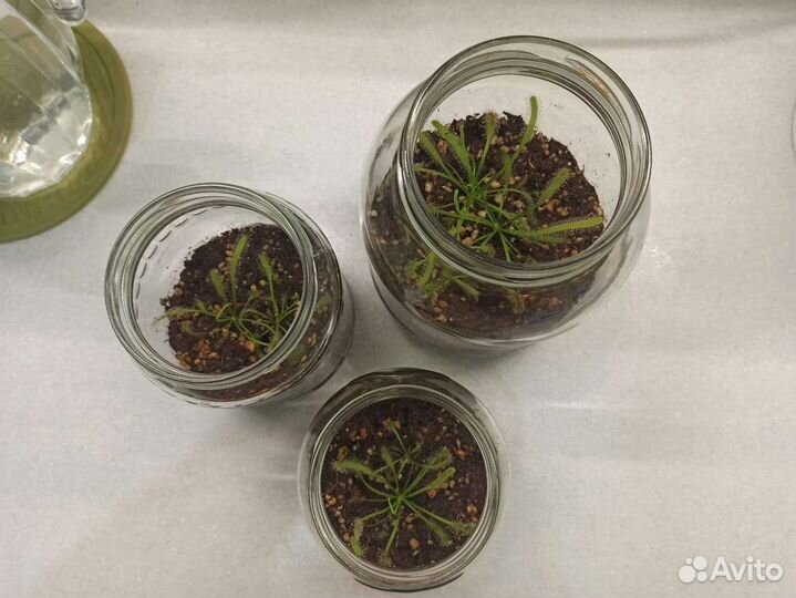 Росянка Капская