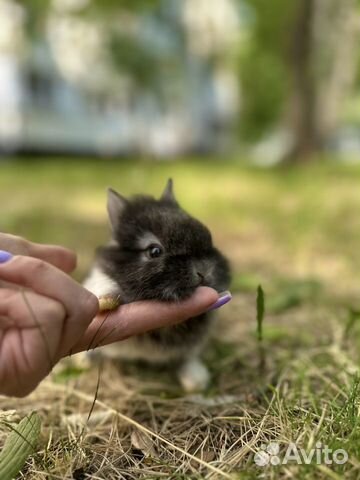 Маленький крольчонок мини карликовый минор объявление продам