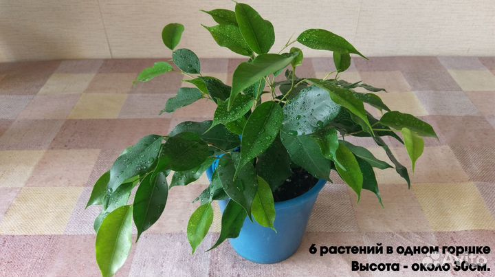 Фикусы Бенджамина