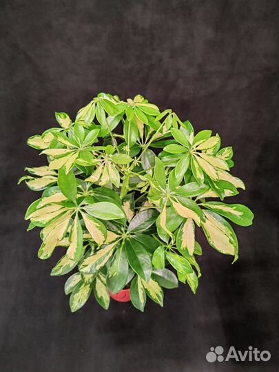 Шефлера герда 13/50