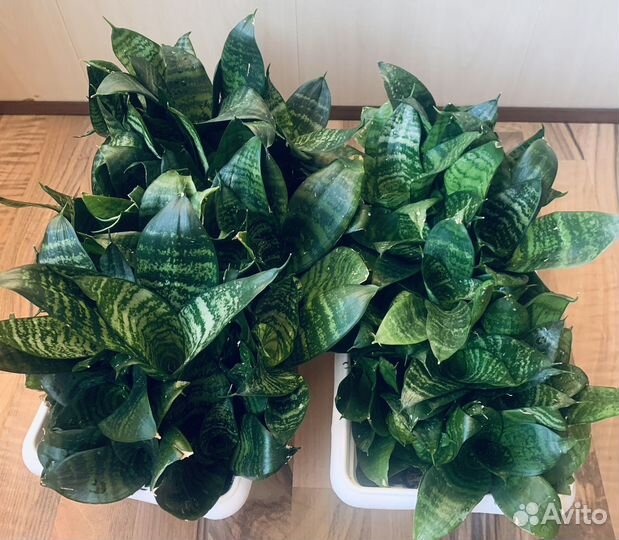 Сансивиерия или тещин язык