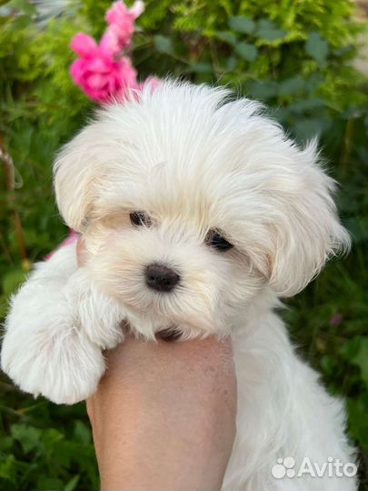 Мальтезе мальтийская болонка