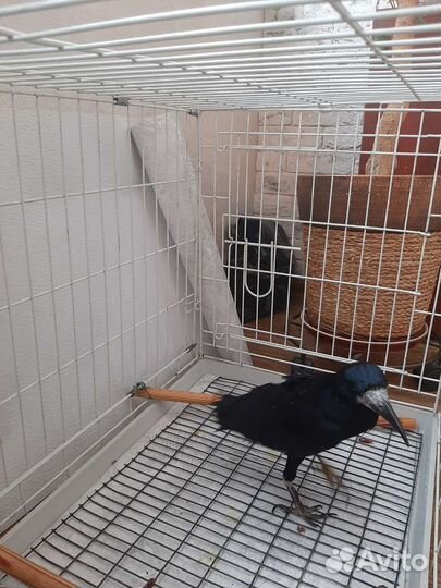 Передержка для животных. Гостиница