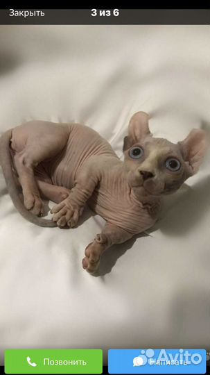 Канадский сфинкс, двэльфийка Тиффани