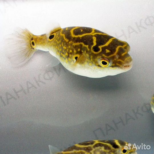 Рыба-шар (тетраодоны)