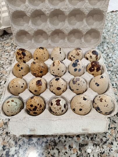 Яйца перепелиные домашние