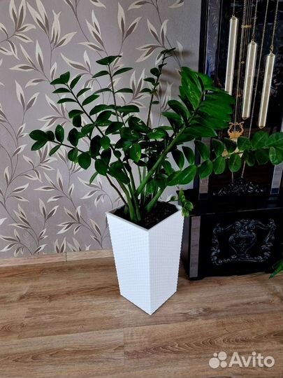 Замиокулькас