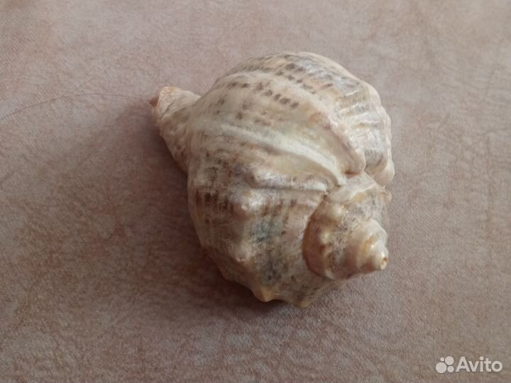 Ракушки для аквариума