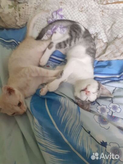 Котята в добрые руки бесплатно коты