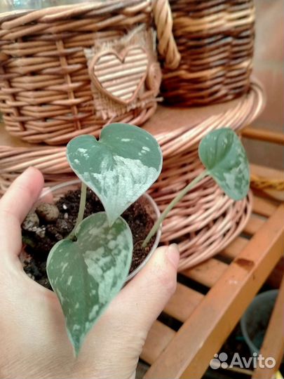 Сциндапсус,крассула хоббит