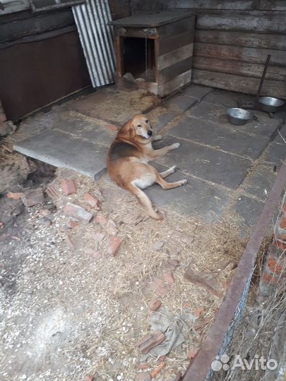 Выжлец русская гончая