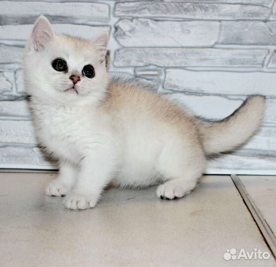 Британские котята