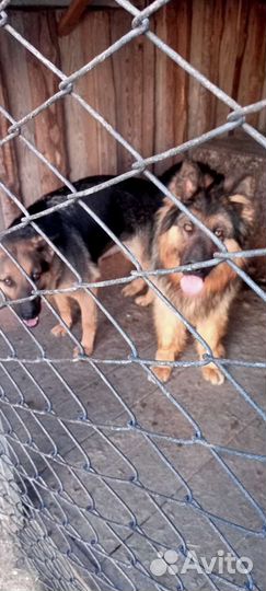 Щенки немецкой овчарки